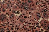 Polished Bauxite (Aluminum Ore) Slab - Australia #221476-1